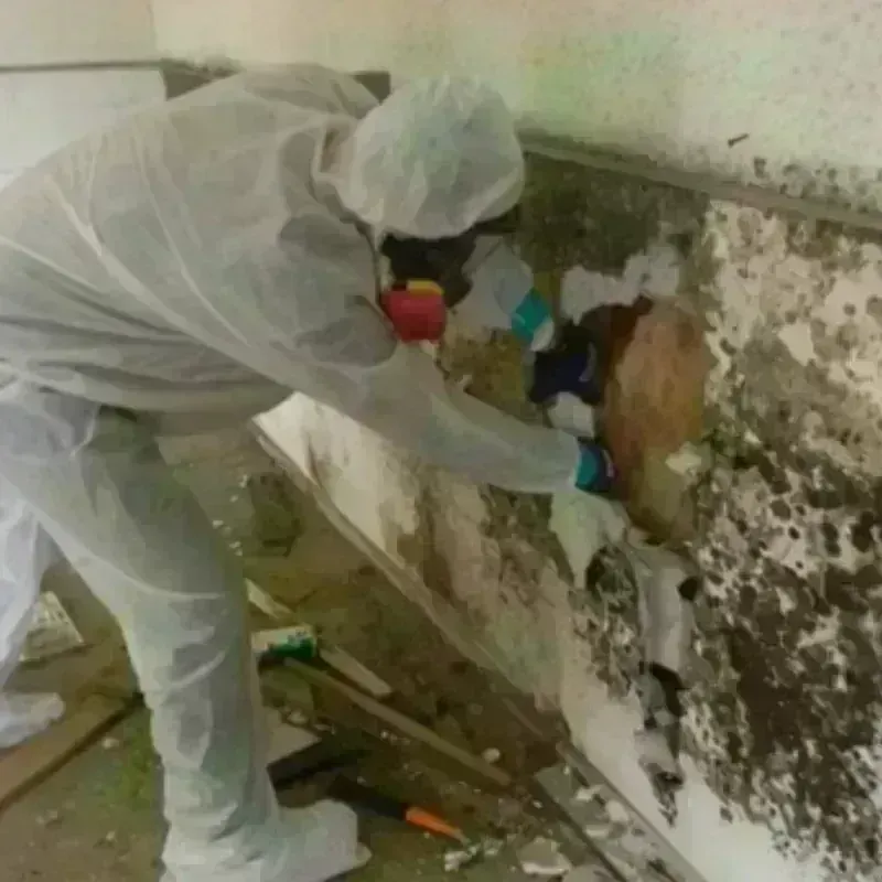 Mold Remediation and Removal in Marquette, MI